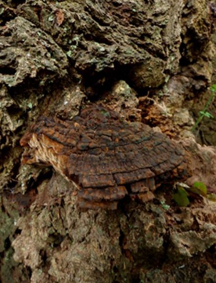 The orange-dark brown upper surface of a mature bracket